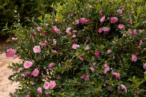 October Magic Coral Perplexion Camellia: A Delicate Beauty